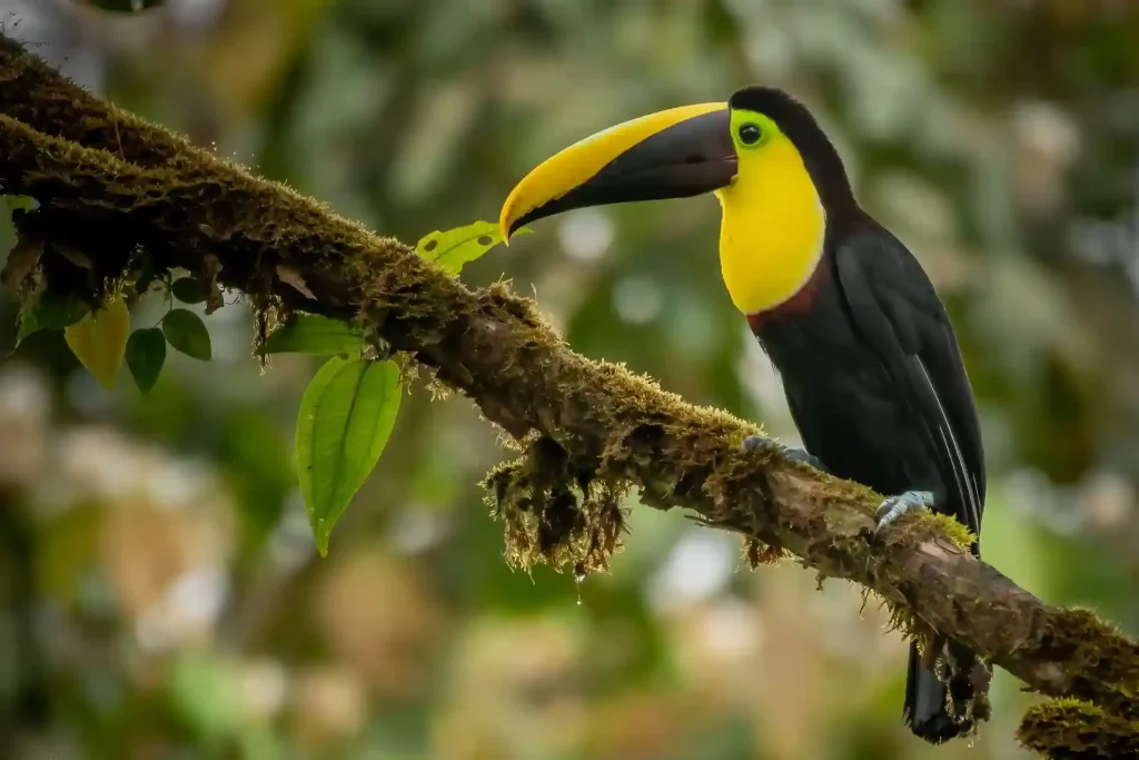 Vibrant and colorful toucan perched in its natural eco-friendly environment for conservation purposes.