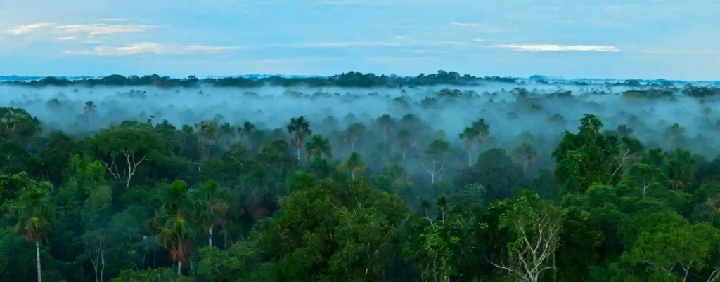 Lush, green forest showcasing diverse ecological health and biodiversity