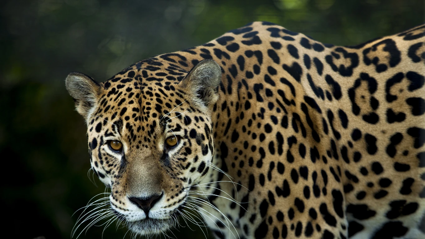 Jaguar in Chiribiquete National Park, Colombian Amazon